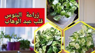 طرق اكثار نبات البوتس