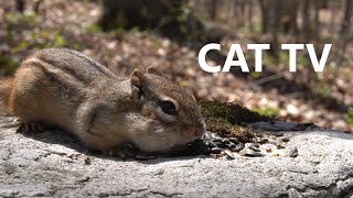 Chipmunks and Squirrels in the Forest - 10 Hours - May 04, 2023