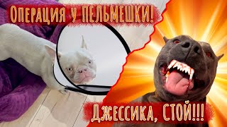 Операция «пельменчик» 🥟 Джесика взялась за нож🔪 Легко ли воспитывать много собак??