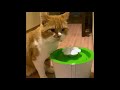 うにじる にゃんこ　猫　ジェックス[GEX] Catit フラワーファウンテンでお水をよく飲むようになりました。