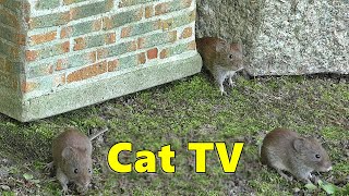 Cat TV ~ Catch The Mouse Fun