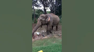 #eliphant #baby #wild #srilanka #tusker #shorts