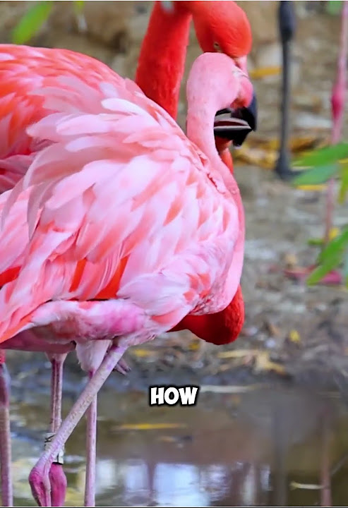 A Group of Flamingos is Called a 'Flamboyance'! 🦩 #funfact #facts - YouTube