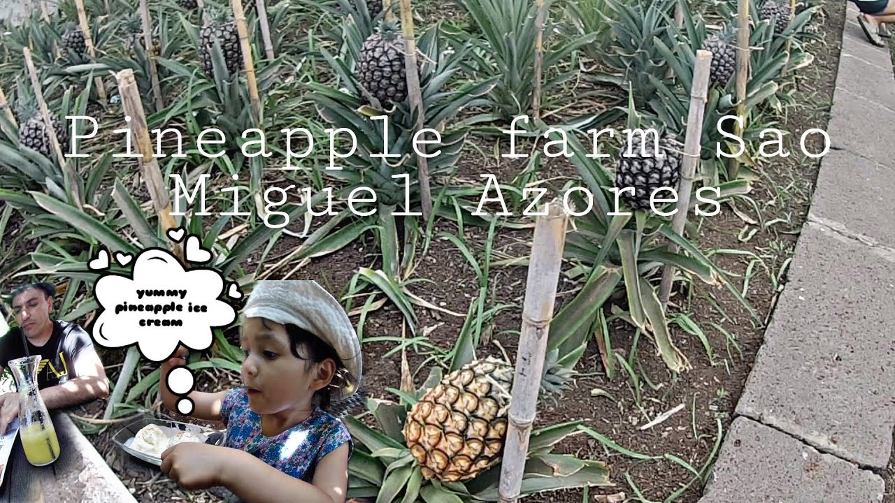 pineapple farm tour azores