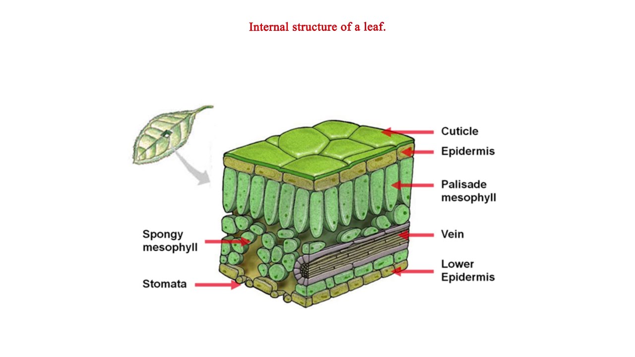 Internal Structure Of A Leaf And Its Function