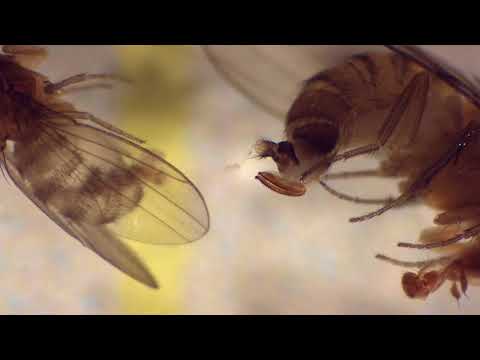 Video: Kas ir plankumainā spārnotā drozofila - kā novērst plankumaino spārnoto drozofilu dārzos