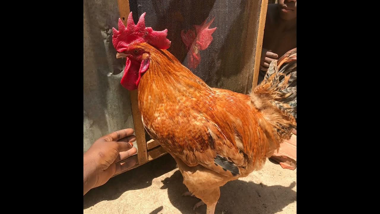 How to raise Noiler Chicken YouTube