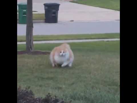 fat-cat-is-running