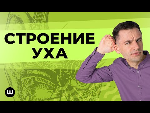 Видеоурок строение уха