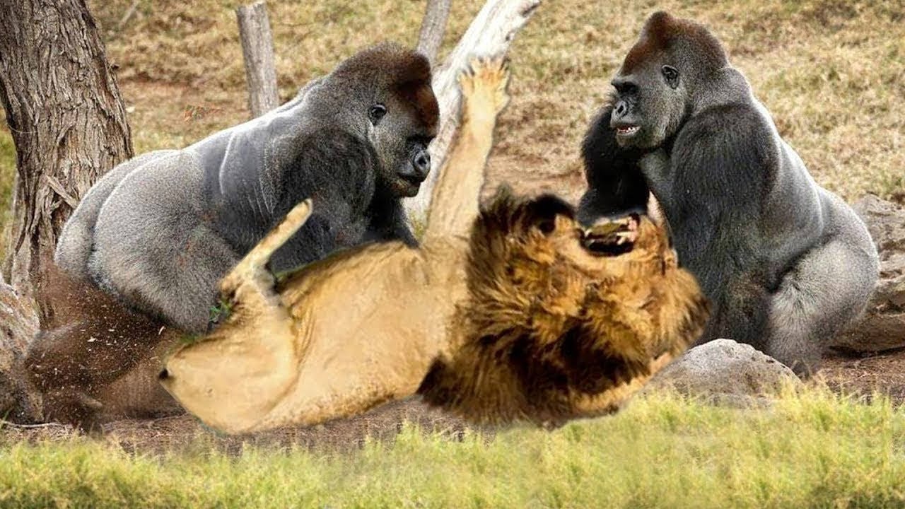 Кто сильнее медведь или горилла. Lion vs Gorilla. Две гориллы.