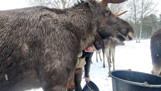 Moosebulls and human ♥️