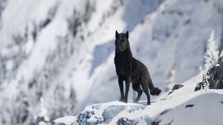 🐕 Зов предков 🐺 Поклик пращурів 🐻 Call of the Wild 🌄 Трейлер 🗻 Фильм 2020 🔥