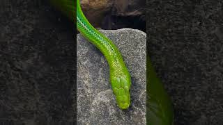 Snake  Red Tailed Green Rat Snake 