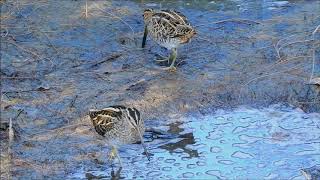 Download Lagu 田鷸 Gallinago gallinago タシギ 20OCT, 2019 Download Lagu 田鷸 Gallinago gallinago タシギ 20OCT, 2019