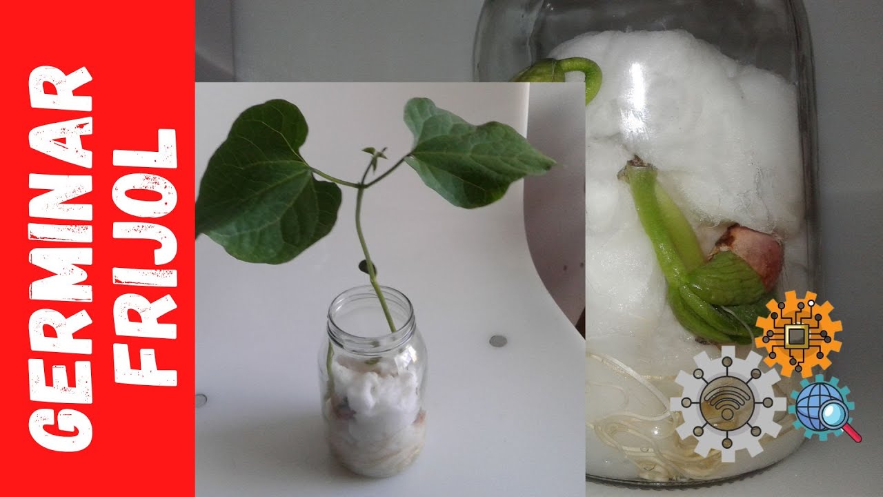Enseña a tu hijo cómo nace una planta germinando un frijol (poroto) 
