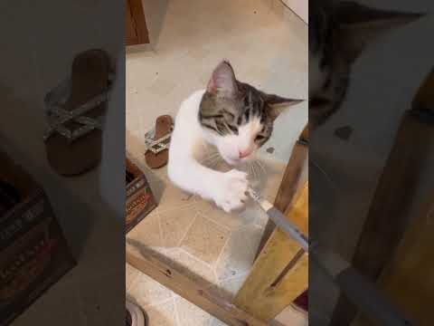 😭😭😭 #cute #cat #kitten