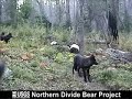 Wolves in Glacier National Park