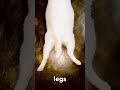 Cat is so Flexible