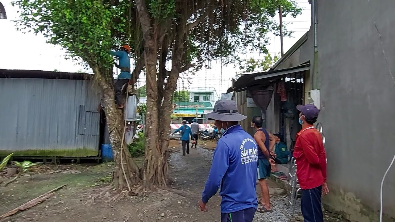 Cưa Cây Sanh ở Giữa Đường Vào Nhà/Sawing a Tree in the... - youtube