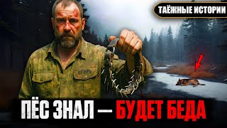 В ТАЙГЕ Я ДОВЕРЯЮ ТОЛЬКО СВОЕМУ ПСУ: И ВОТ ПОЧЕМУ | Таёжные истории