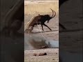 Pematah Serangan Predator