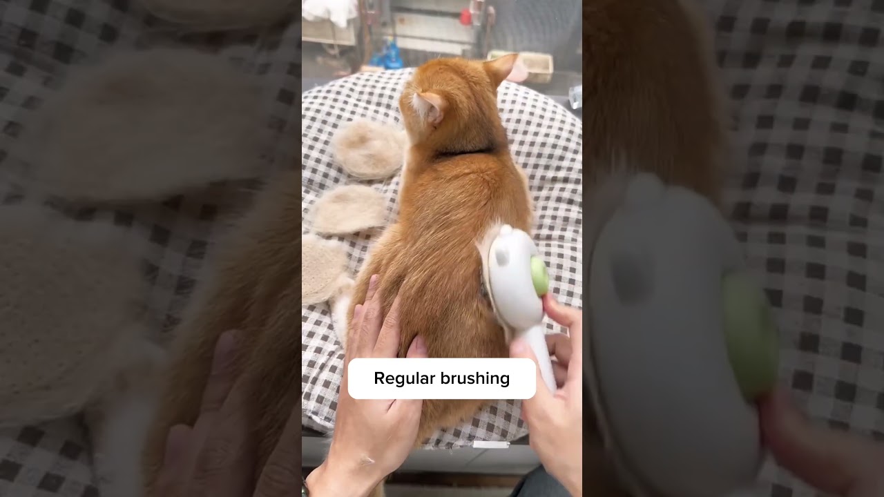 3 shocking benefits of grooming your cats that no one talks about