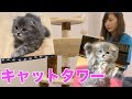 雑談しながら猫タワー組み立ててくぜ( ・∇・)
