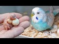 İlk Muhabbet Kuşu Yavruları Çıktı Kuş Odası Vlog