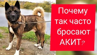 Почему так часто бросают Акит? #akita #dog #video #акитомания #собака #бросилисобаку
