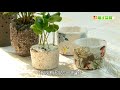 魔法DIY種子盆栽 - 第七集( DIY Taiwan Bonsai Tree Seeds Ep.7 English SUB CC )