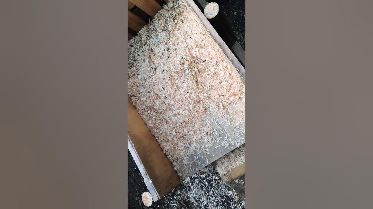 COMMENT FAIRE COUVER UNE POULE ? YouTube