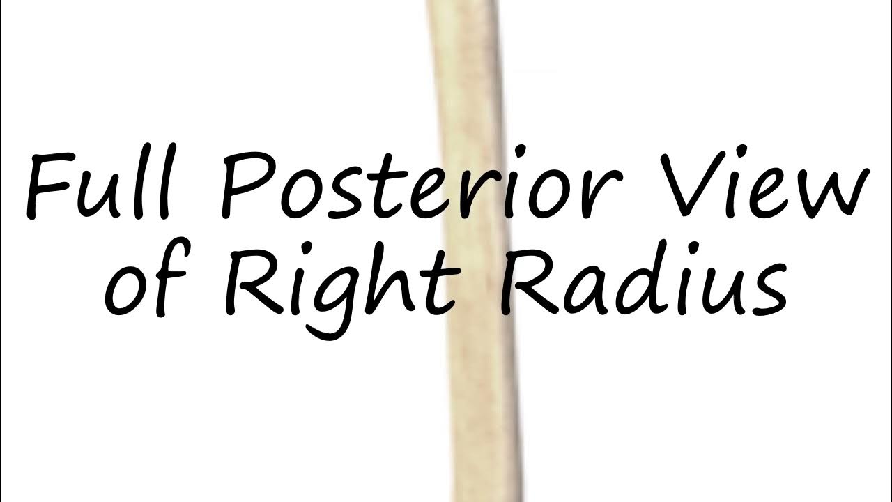 How to pronounce Full Posterior View of Right Radius in English? YouTube