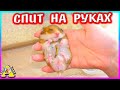 Как такое получилось? / 12 милых хомячат / Как приручить хомяка / Алиса Изи Петс / Alisa Easy Pets