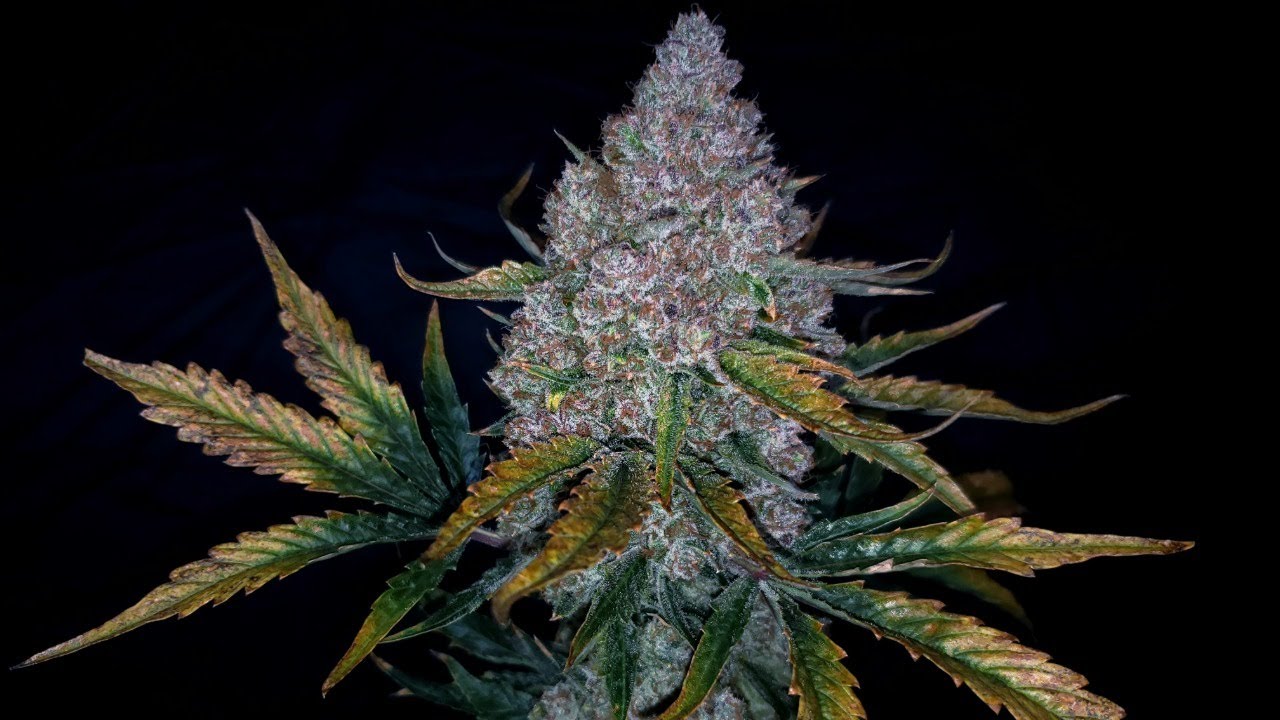 Crumble n Cream - Seed to Harvest 957 grams - Mephisto Genetics