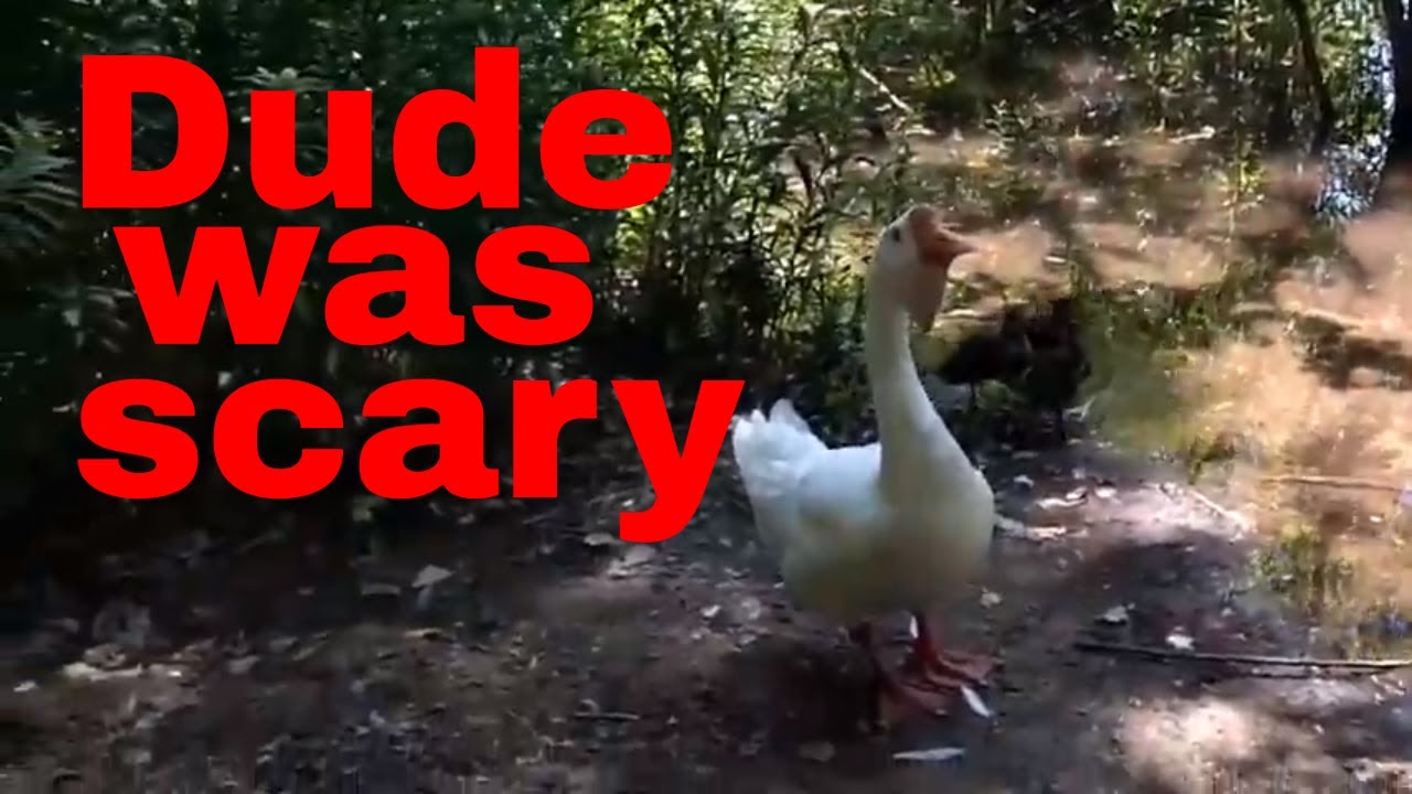 Can you even feed ducks without crushing cans at some point? twins tickets