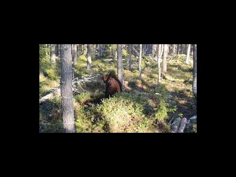 Video: Varför Kan Du Inte Väcka En Björn?