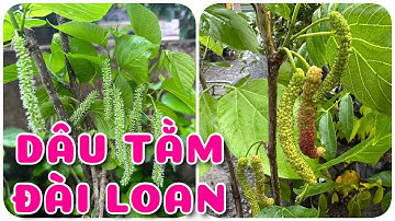 Cây Dâu tằm Đài Loan đang trái | 0386569374 - Ngọc Ngân Bến Tre | Chuyên cây độc lạ