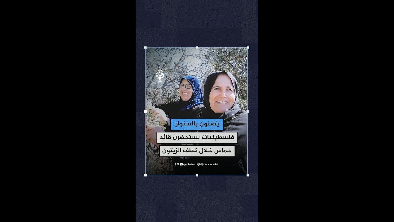 فلسطينيات يتغنين بالشهـ.ـيد يحيى السـ.ـ،ـنوار خلال قطفهن الزيتون بالضفة الغربية