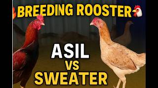 🔥 Breeding Battle: Asil Rooster vs Sweater | Gamefowl Showdown 2025 🐓