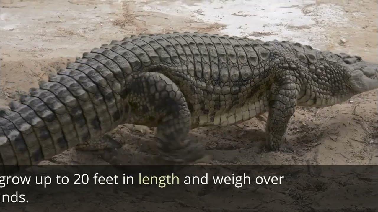 10 interesting facts about crocodiles - YouTube