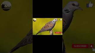 Dove Call-Subscribe  #birds #hunters #birdcall #hunter #birdsound