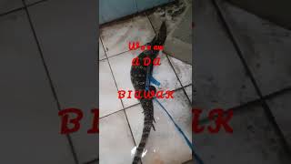 NGERI...BIAWAK BESAR MASUK RUMAH #shorts #biawak
