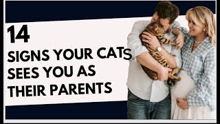 14 signs your cats see you as their parents #catowner #dothis #catlove by Cat Supplies 731 views 10 days ago 8 minutes, 41 seconds