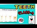 Teeth  class 4  types of teeth