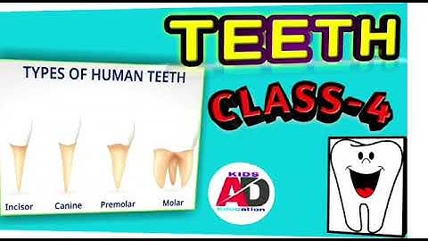 Teeth || Class 4 || types of teeth