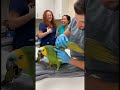 funny laughing parrot #parrot #talkingparot #funnyanimal #funny #birds #nonstoptalkingparrot