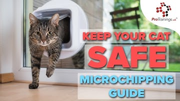 Cat Microchipping Guide: Benefits and How-To Steps