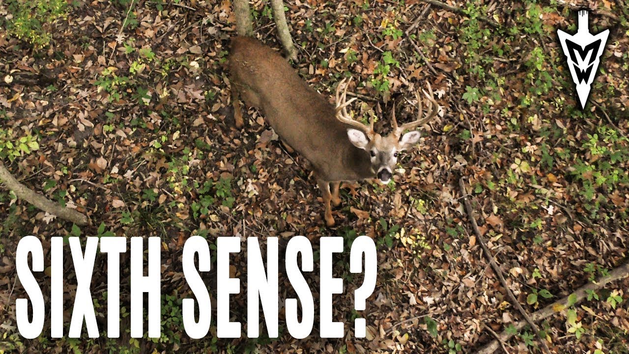 Do Deer Have A Sixth Sense Midwest Whitetail YouTube do-deer-have-a-sixth-sense-midwest-whitetail-youtube
