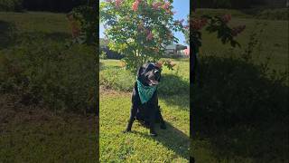 la prade 2 #promenade #chien #bisous #humour #toutou #labrador #star #goat #love #fyp #meteo #gasoil