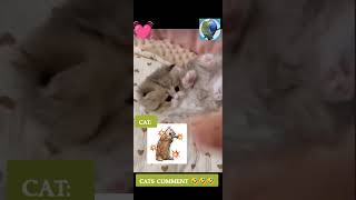 تعليق القطط ??? Cat Comment ~ Cats  funnycats   funnycatsvideos